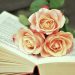 a book, book pages, read