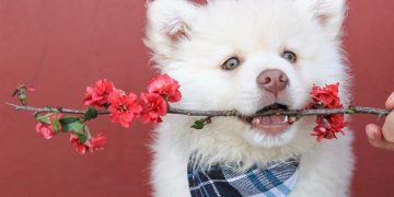 bandana, flower, red