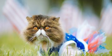 a cat with a fake moustache on it's face