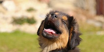 animal, puppy, nature