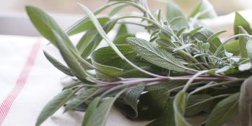 sage, herb, food