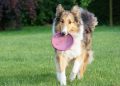 fun with your dog, sheep-dog, scottish