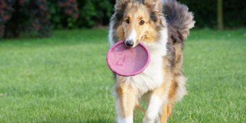 fun with your dog, sheep-dog, scottish