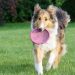 fun with your dog, sheep-dog, scottish