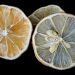 fruit, lemons, citrus