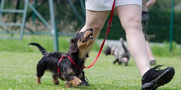 dachshund, dog school, dog training