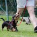 dachshund, dog school, dog training