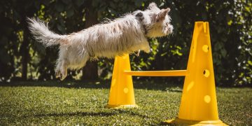 dog, small, white