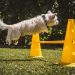 dog, small, white