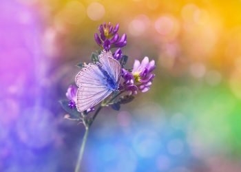 butterfly, purple flowers, pollination