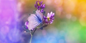 butterfly, purple flowers, pollination