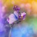 butterfly, purple flowers, pollination