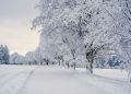 snow, landscape, trees