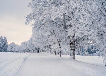 snow, landscape, trees