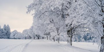 snow, landscape, trees