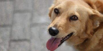 dog, animal, mammal