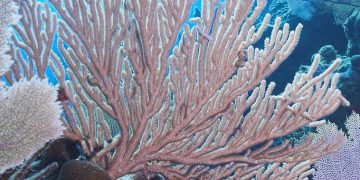 How to Plan a Scuba Diving Trip: Essential Considerations