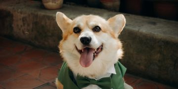 a small dog wearing a green shirt and tie