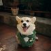 a small dog wearing a green shirt and tie