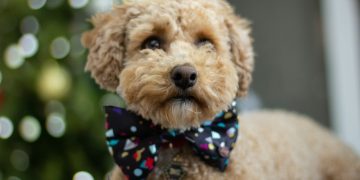 selective focus photography of tan puppy